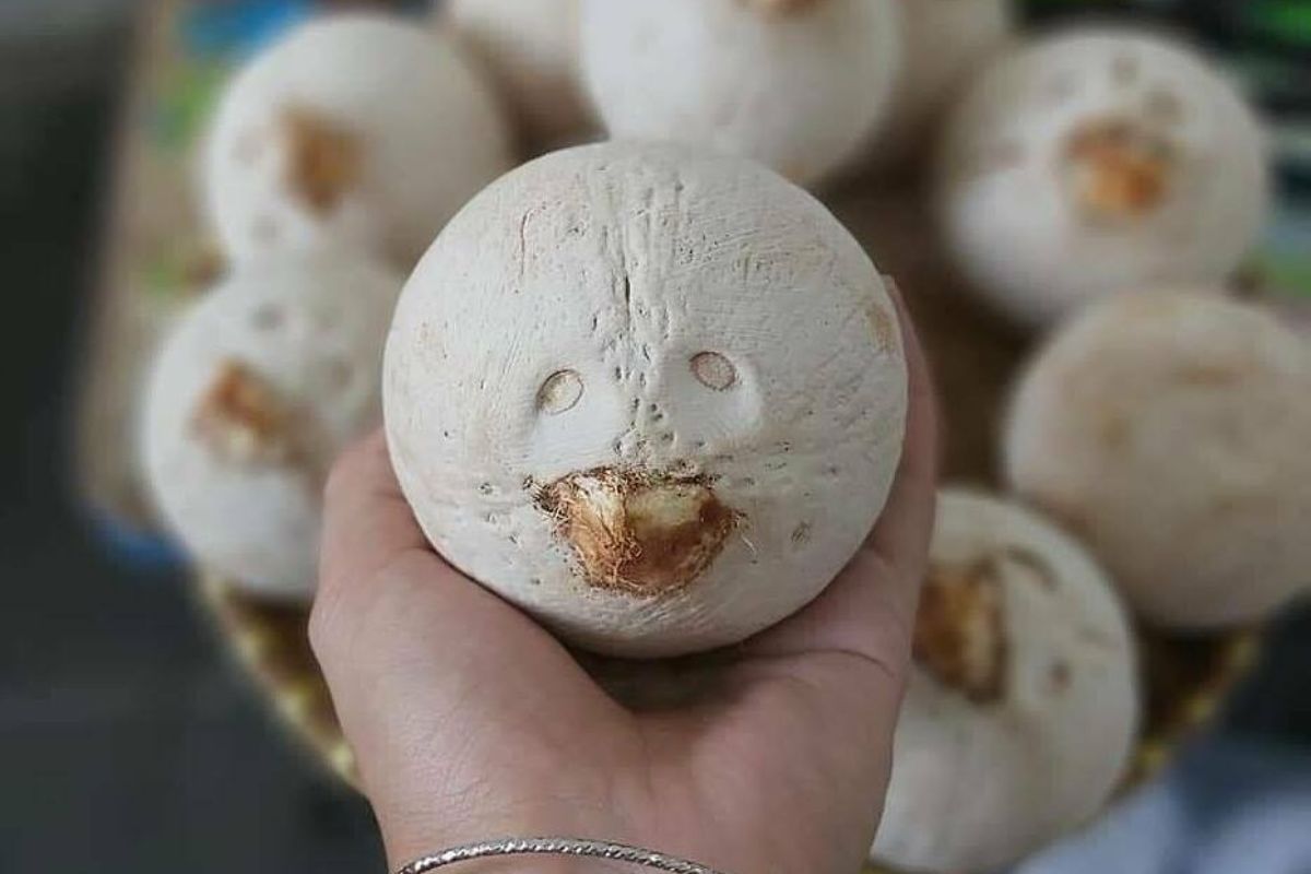 Thời gian bảo quản dừa gọt trọc khác nhau còn tùy vào phương pháp lựa chọn