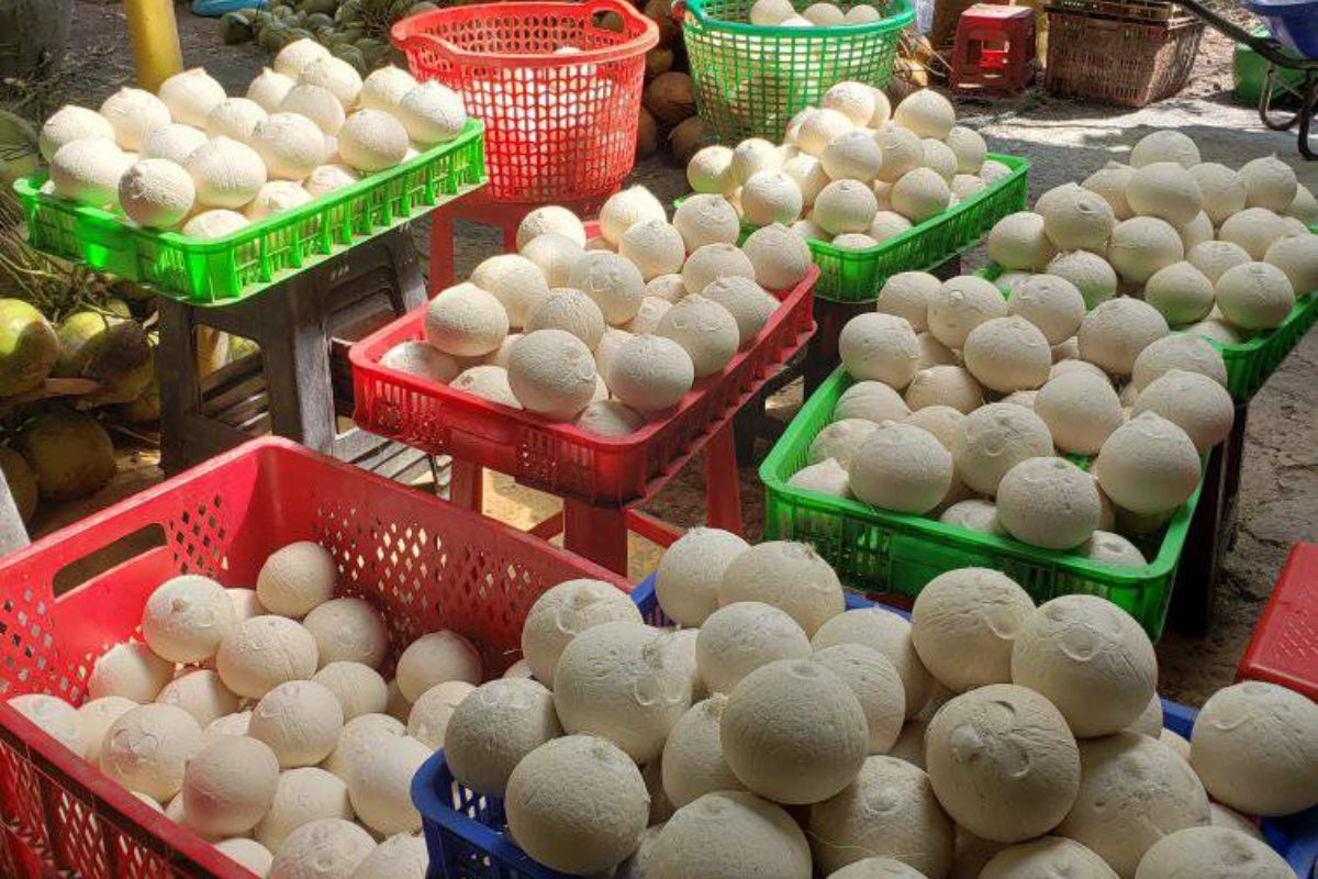 Cocovietnam - Nhà máy cung ứng dừa gọt trọc chuẩn Bến Tre
