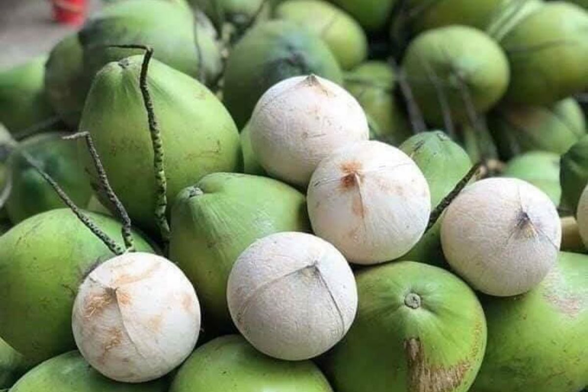 Cocovietnam.vn là xưởng dừa gọt trọc chuẩn Bến Tre