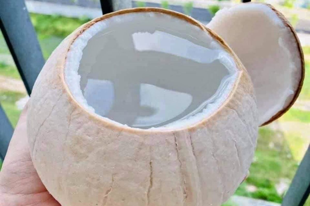 Thành phần dinh dưỡng có trong dừa gọt trọc