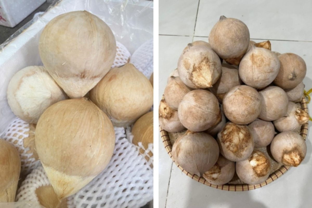 Dừa xiêm trọc ngâm hóa chất sẽ ảnh hưởng đến sức khỏe