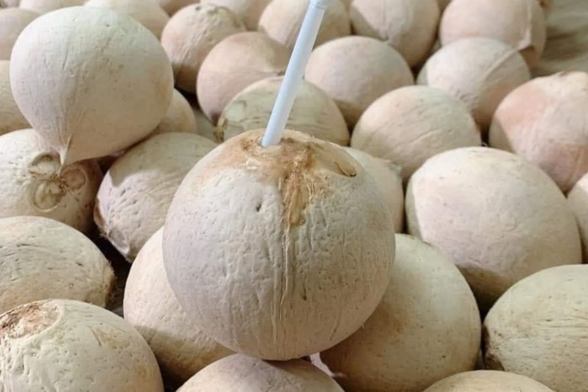 Quan sát màu vỏ dừa và nếm mùi vị để kiểm tra có bị ngâm hóa chất không