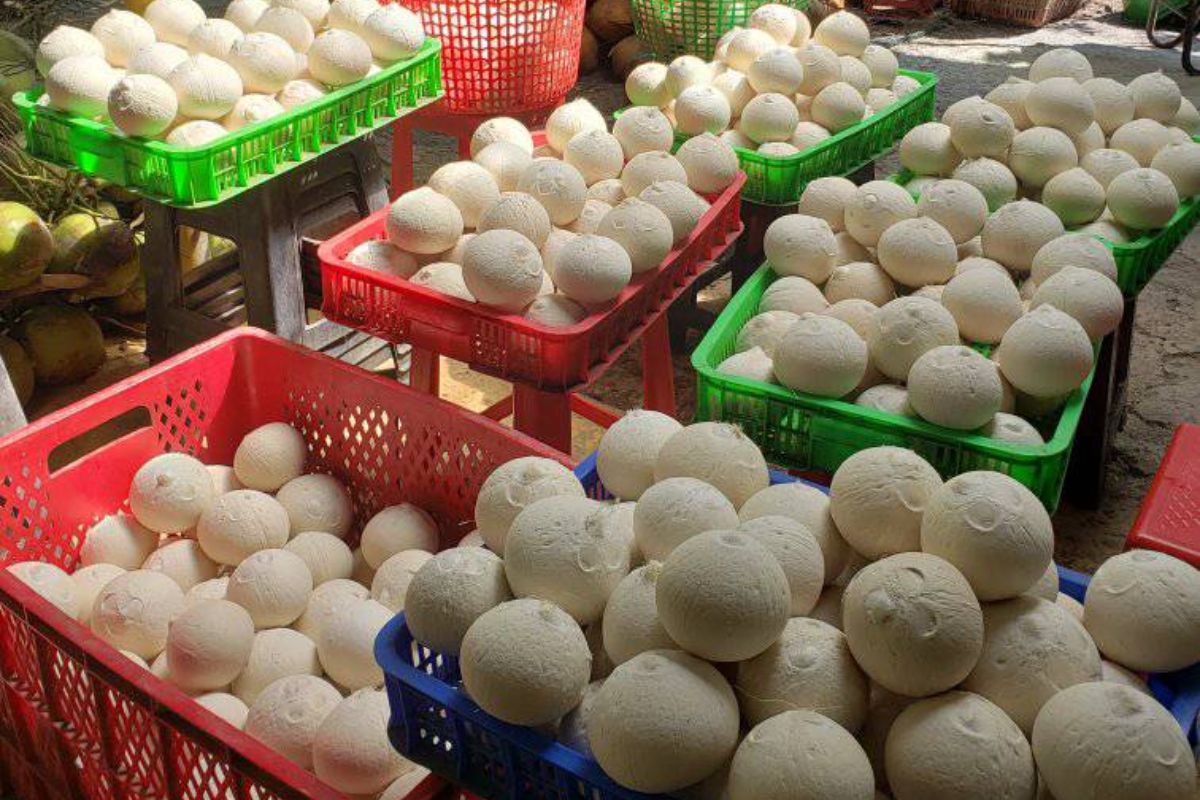 Cocovietnam.vn - Xưởng dừa gọt trọc Bến Tre sạch, chất lượng