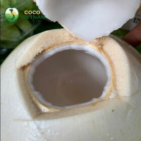 Dừa xiêm Bến Tre có vị ngọt, thanh mát và tốt cho sức khỏe