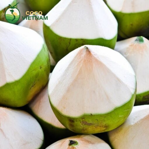 Dừa kim cương còn giữ lớp vỏ xanh tại Cocovietnam.vn