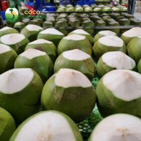 Cocovietnam.vn - Xưởng cung cấp dừa tươi, dừa xiêm kim cương gọt sẵn