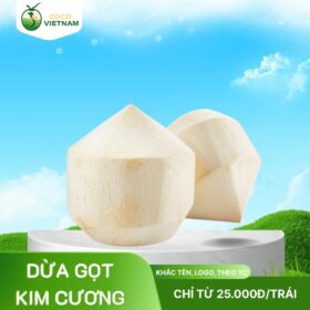 Xưởng dừa kim cương gọt sẵn, khắc logo, khắc chữ theo yêu cầu - Giá từ 25.000đ/trái