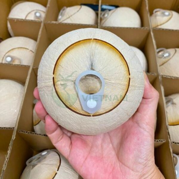 Xưởng dừa nắp khoen, nắp bật - khắc tên, khắc logo theo yêu cầu - Giá từ 25k/trái