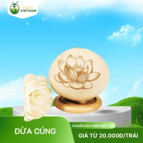 Xưởng cung cấp dừa tươi cúng vào ngày rằm, Lễ, Tết - Giá từ 20.000đ/trái