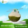 Nhà máy dừa nút nhấn cho nhà hàng, khách sạn, resort hoặc xuất khẩu - Giá từ 25.000đ/trái