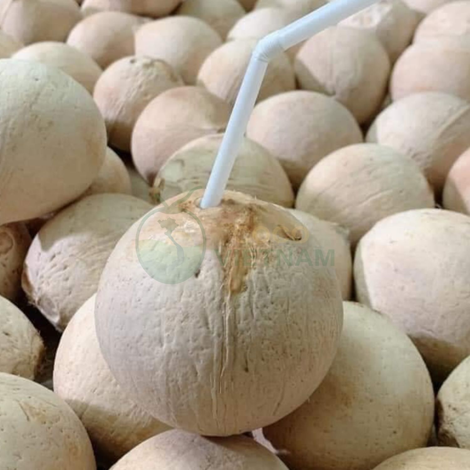 Dừa gọt trọc xuất khẩu