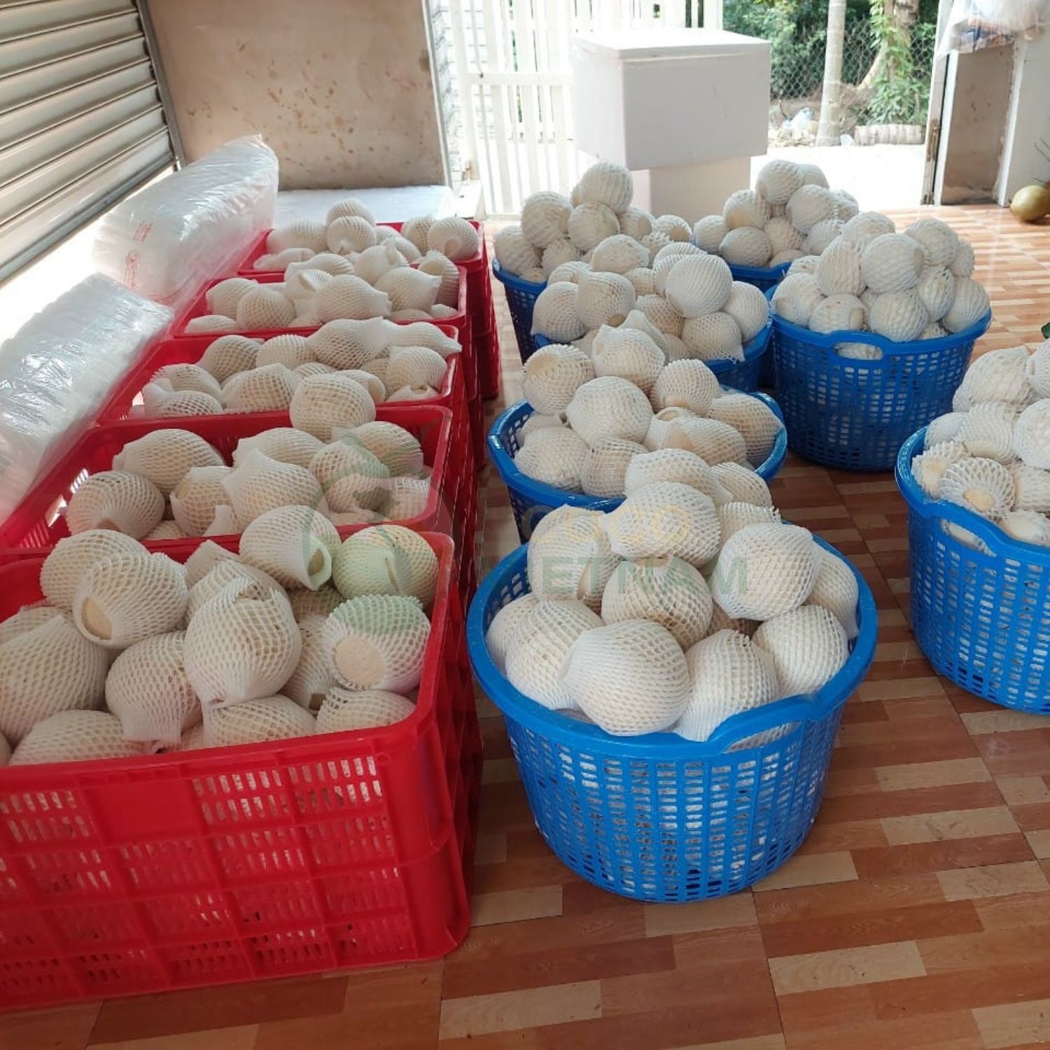 Cocovietnam.vn đóng gói dừa xuất khẩu theo yêu cầu