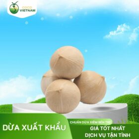 Công ty xuất khẩu dừa tươi giá tốt từ 25.000đ - Hỗ trợ tận tình