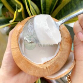 Rau câu trái dừa
