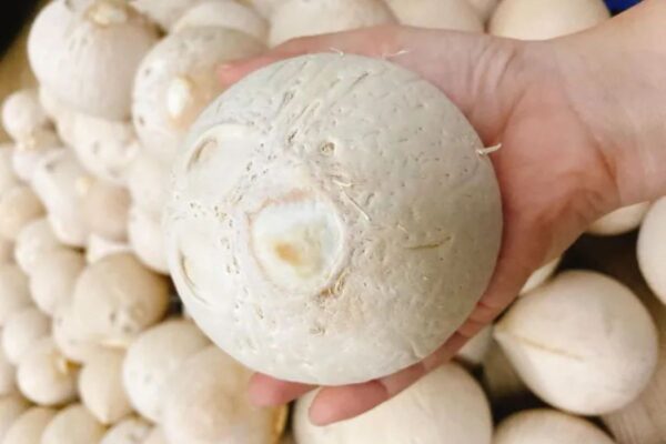 Một số lưu ý khi bảo quản dừa xiêm gọt trọc