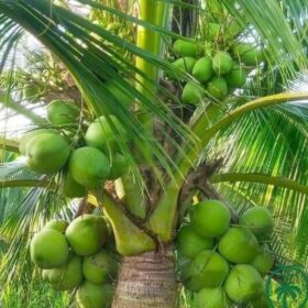 Alternative view of Dừa dứa bao nhiêu 1 trái? Cập nhật giá dừa xiêm dứa mới nhất
